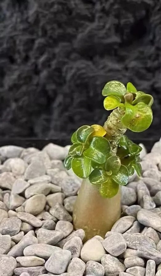 Thai Socotranum ( Adenium khao ) 4 Pieces Seeds