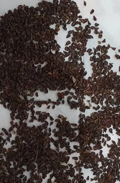 Pseudolithos Migiurtinus 10 Pieces Seeds