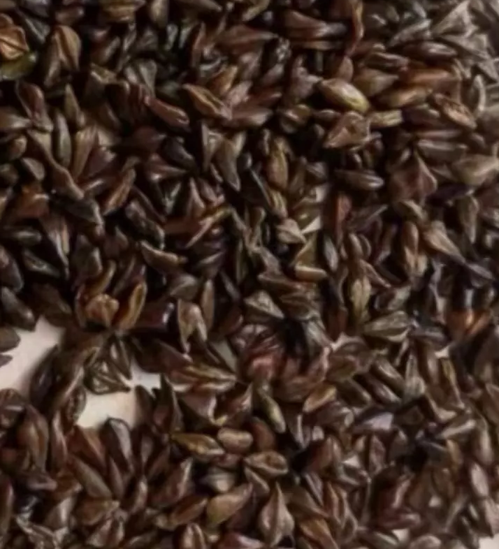 Senna meridionalis 10 Pieces Seeds