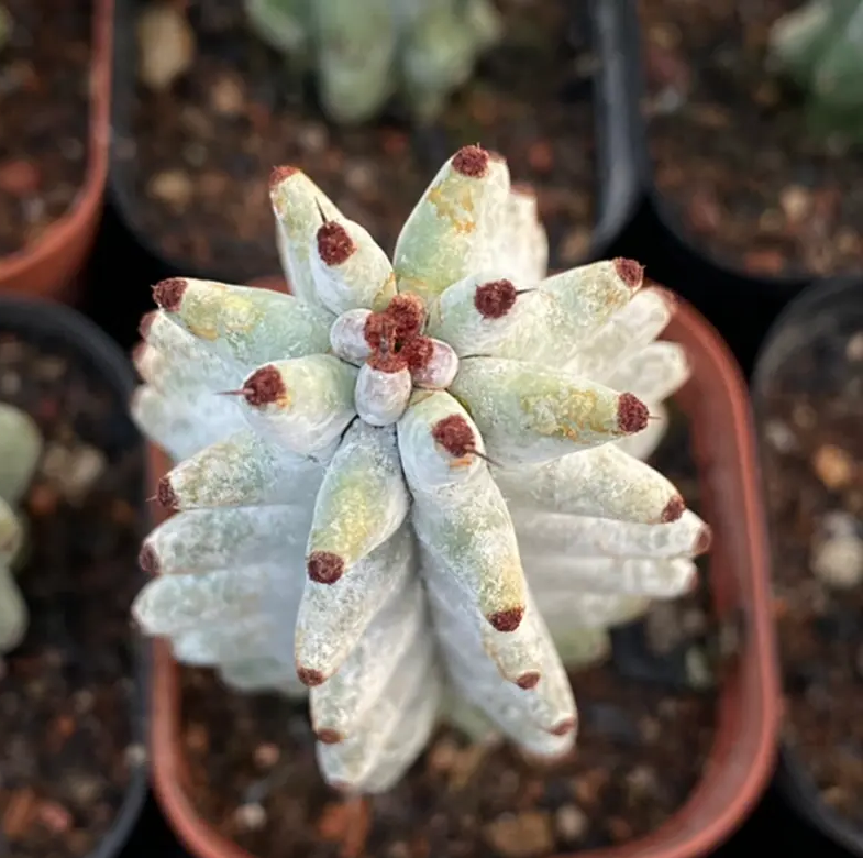 Stenocereus beneckei 10 Pieces Seeds