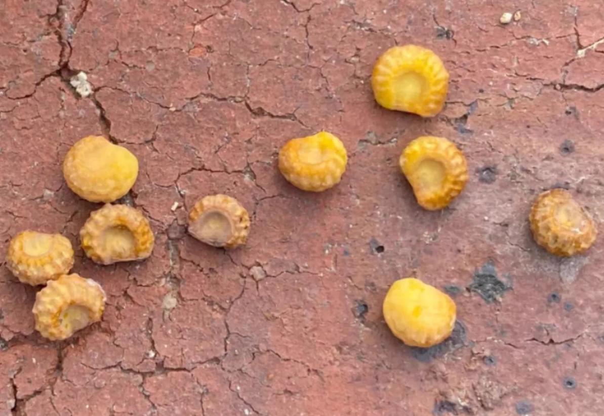 Stephania Kaweesakii 10 Pieces Seeds