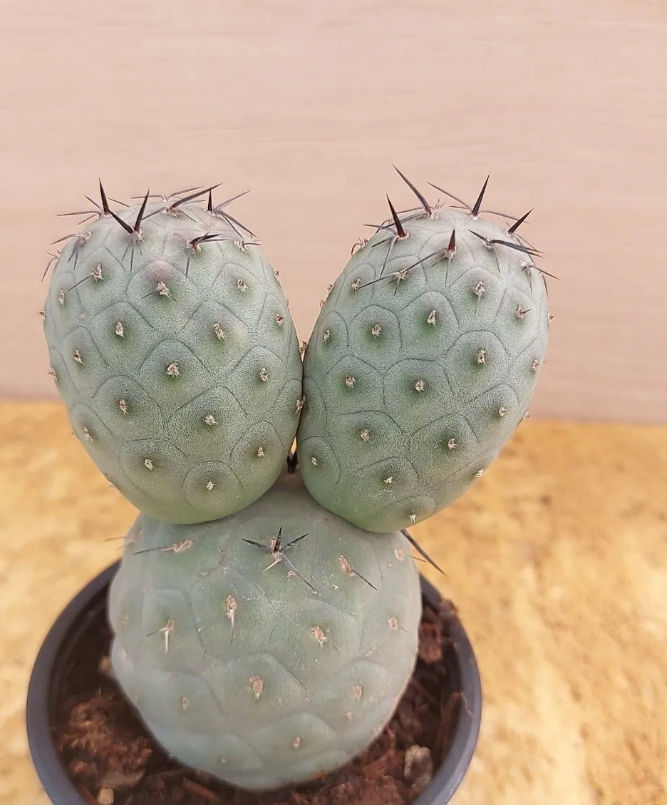 Tephrocactus geometricus PLANT