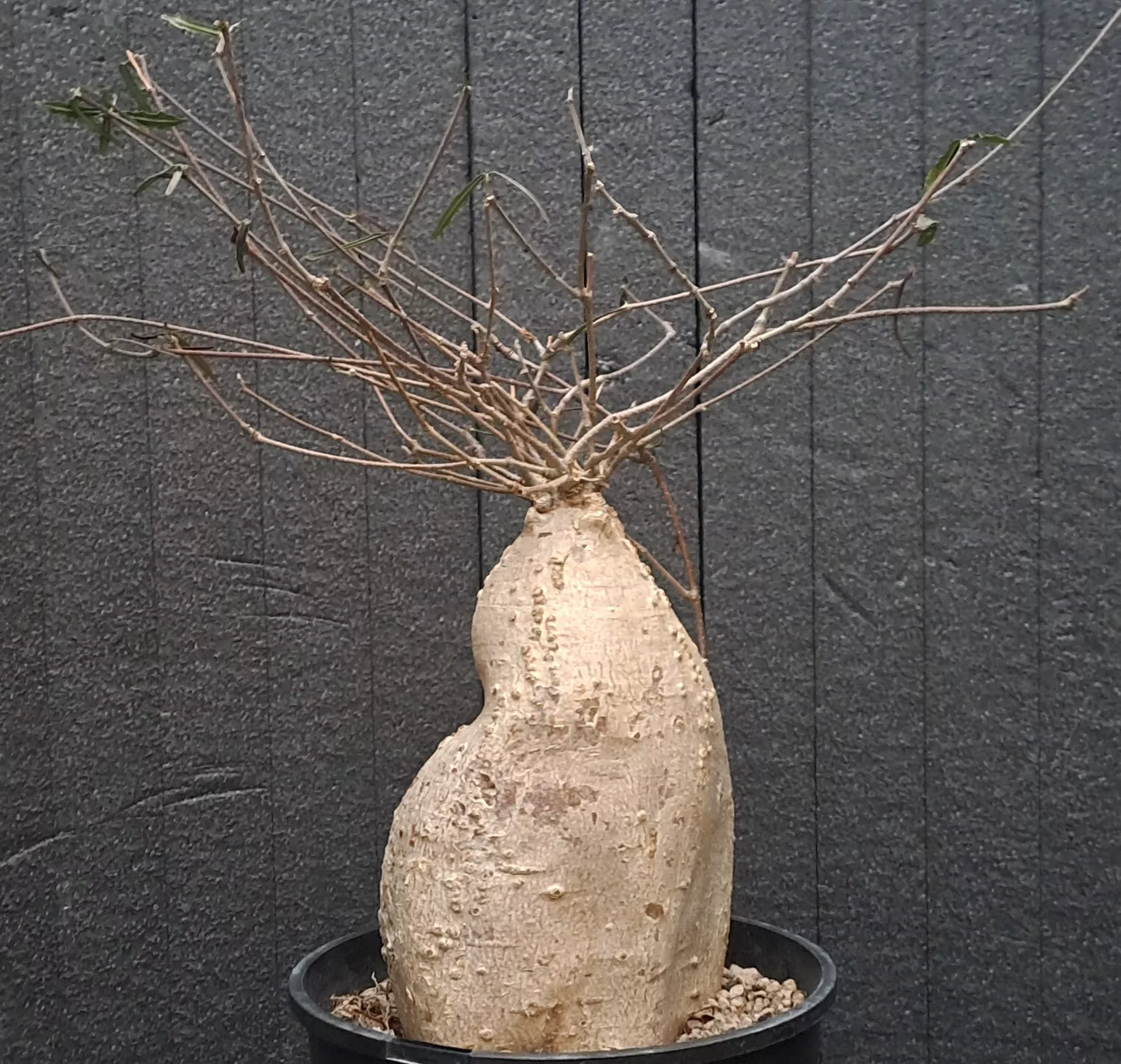 Fockea Camura 5 Pieces Seeds