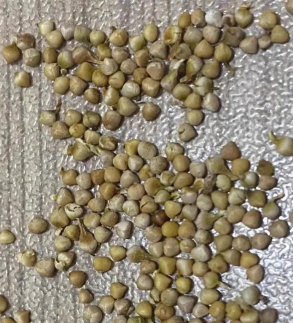 Dorstenia gigas bullata 6 Pieces Seeds