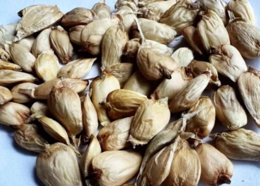 Welwitschia mirabilis 5 Pieces Seeds