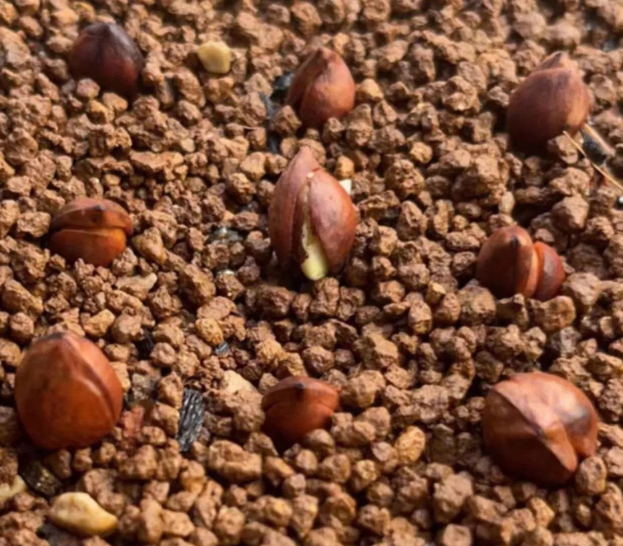 Commiphora cervifolia 10 Pieces Seeds