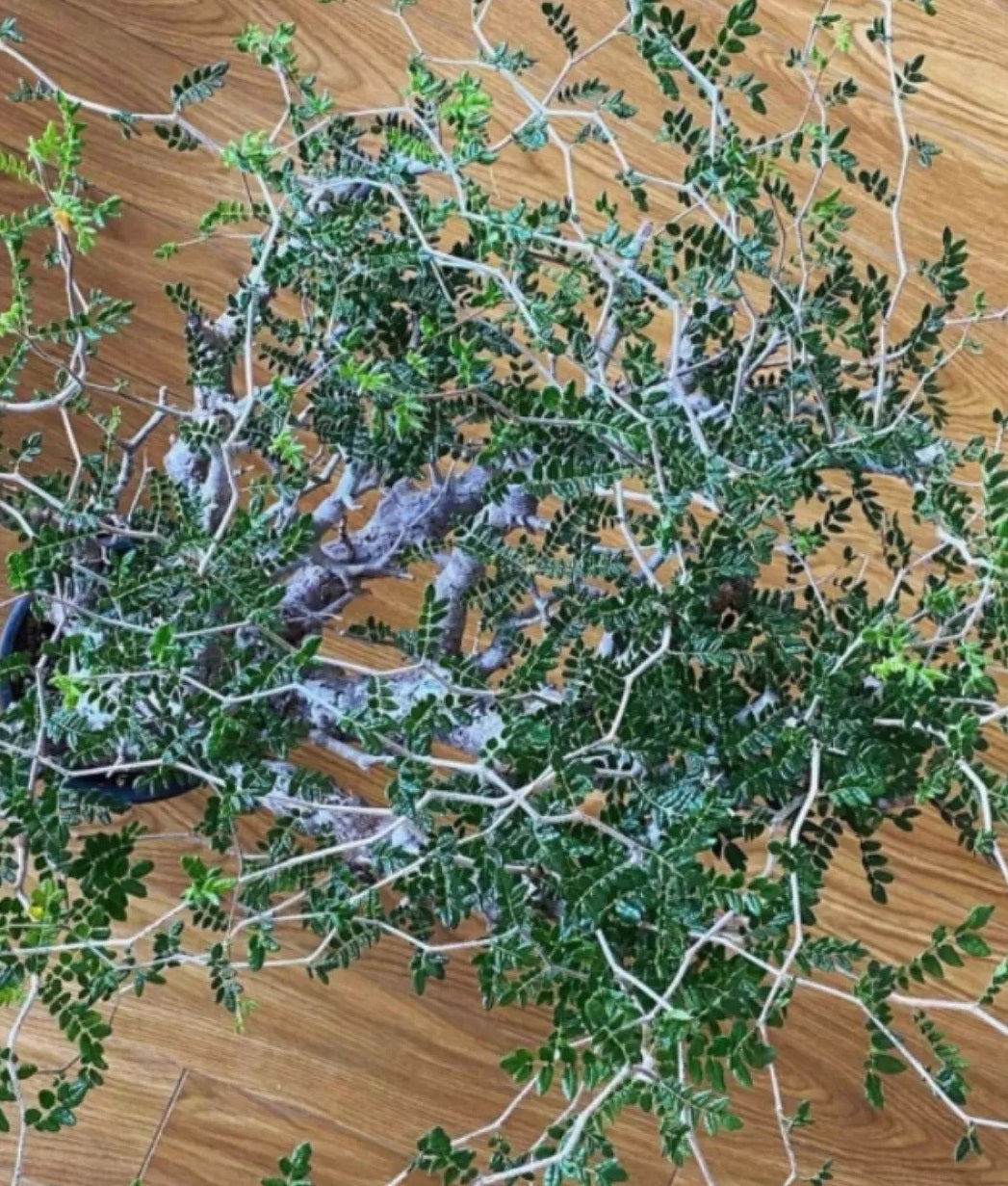 Commiphora monstruosa 10 Pieces Seeds