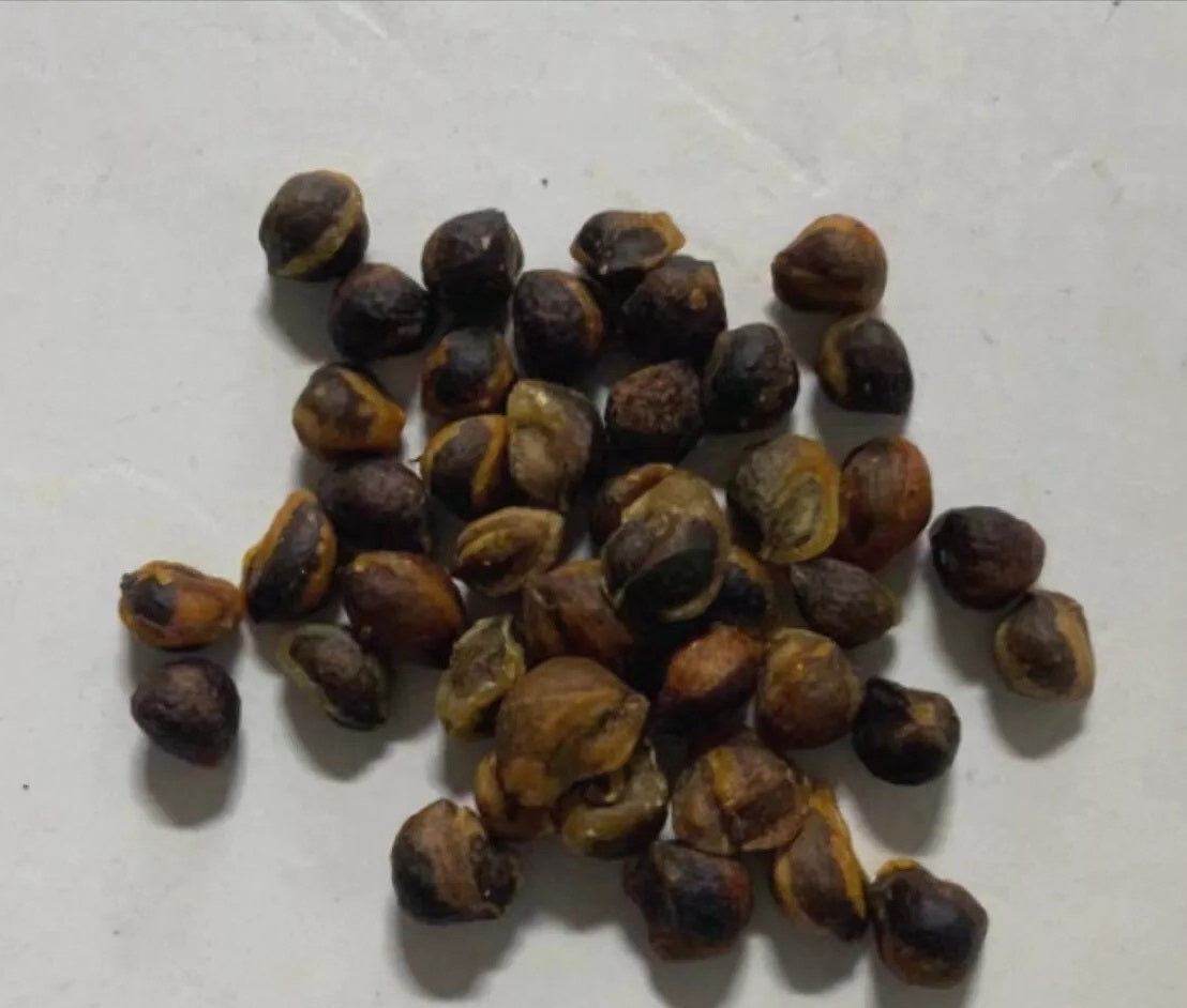 Commiphora simplicifolia 10 Pieces Seeds