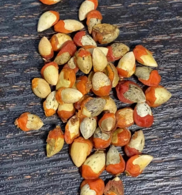 Commiphora Sinuata 10 Pieces Seeds