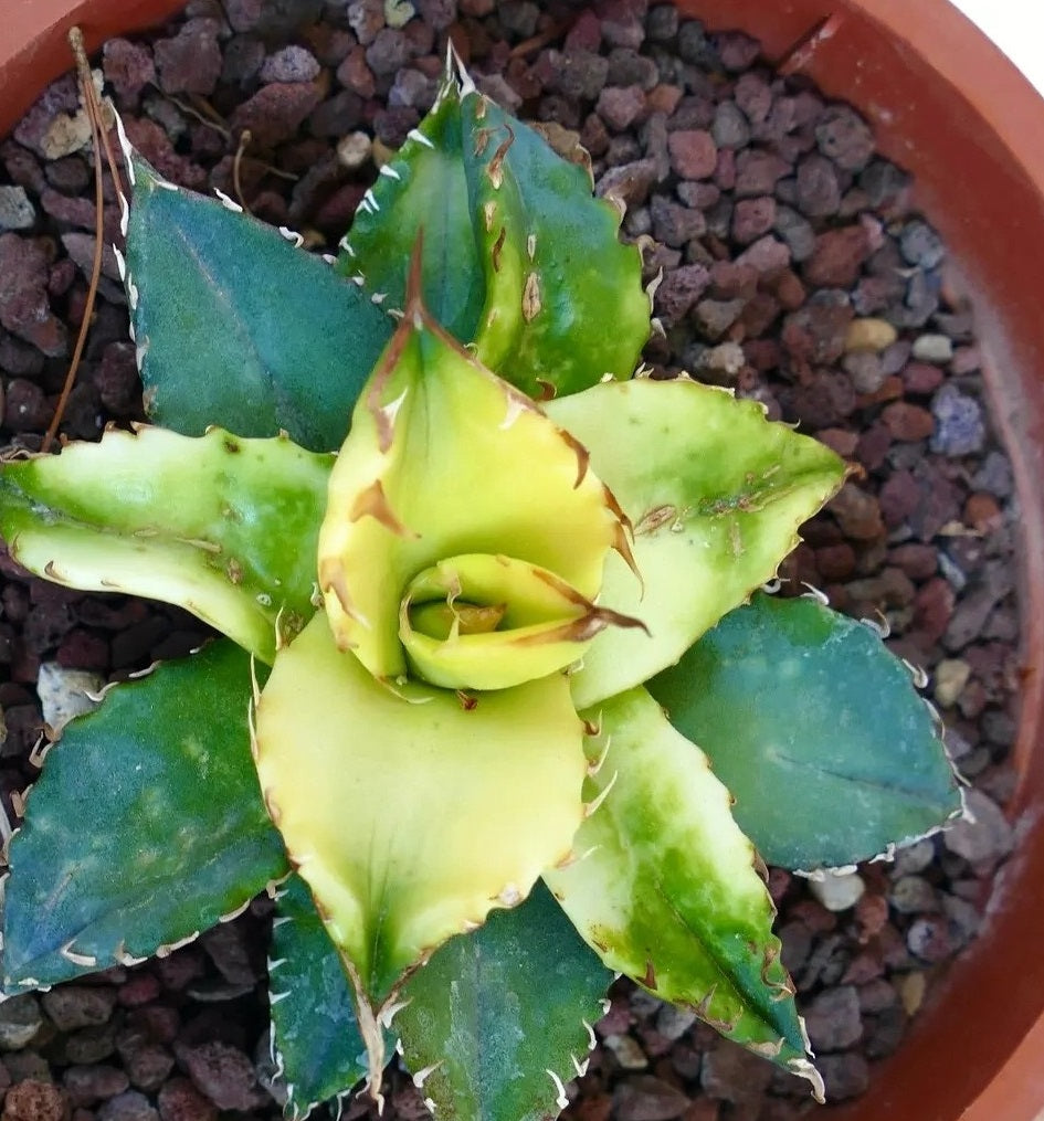 AGAVE TITANOTA VARIEGATED MN PLANT