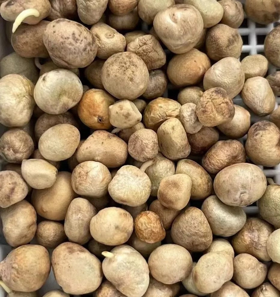 Boophone haemanthoides 10 Pieces Seeds