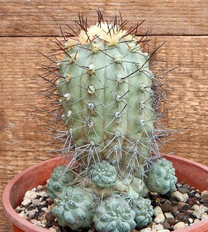 COPIAPOA MONTANA PLANT