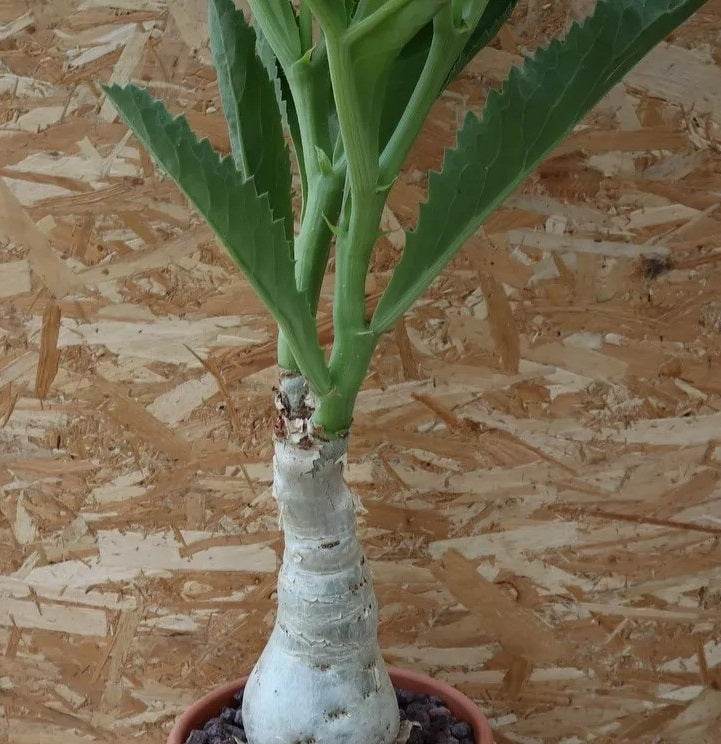 CYPHOSTEMMA JUTTAE PLANT