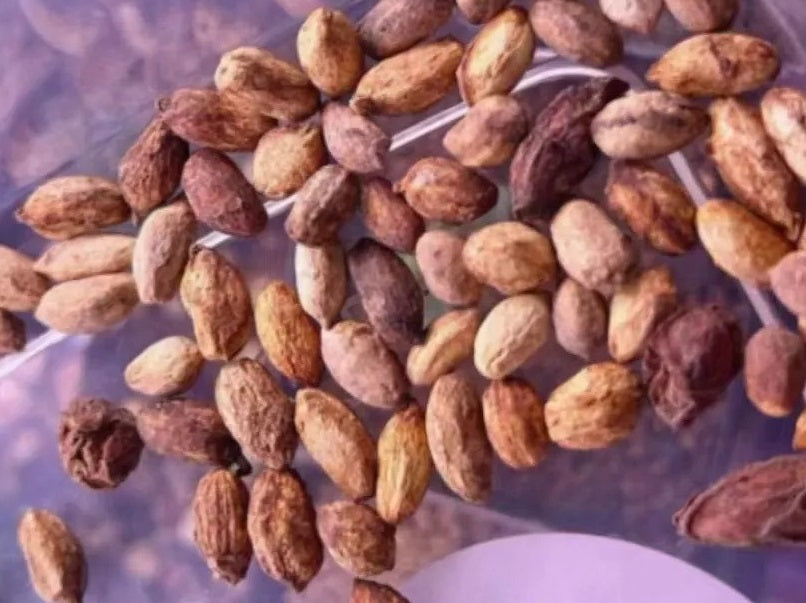 Cyphostemma uter var. macropus 10 Pieces Seeds