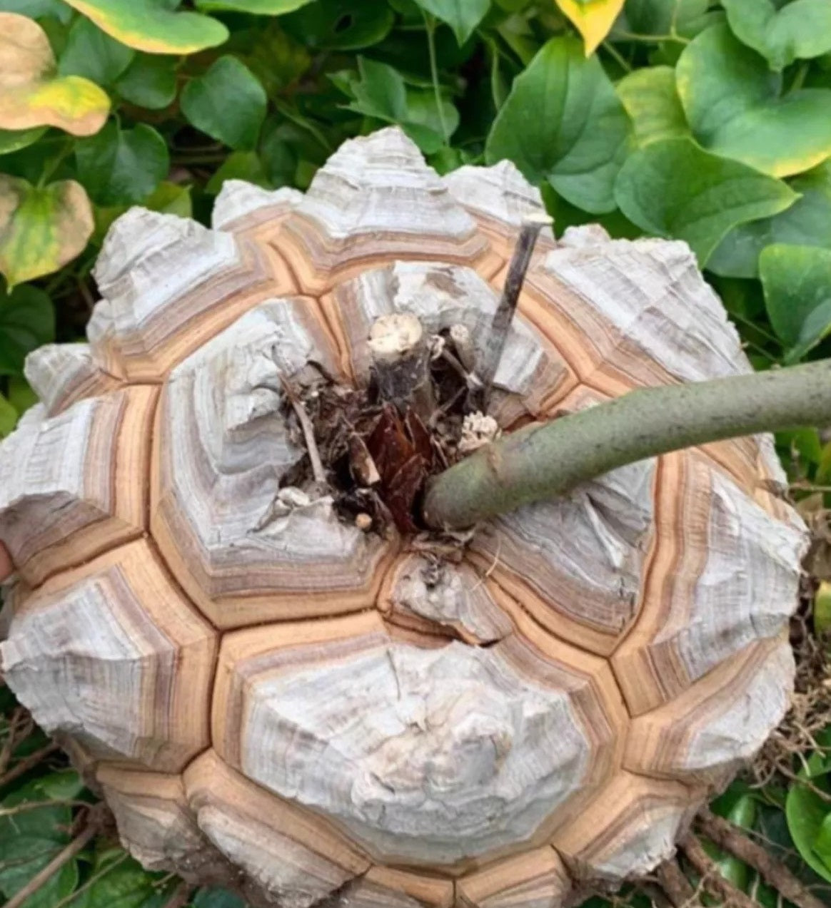 Dioscorea elephantipes 10 Pieces Seeds