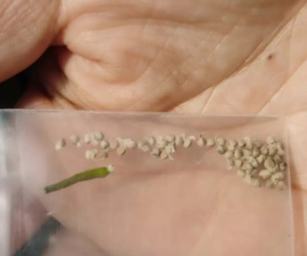 Dorstenia sp. Mait 10 Pieces Seeds