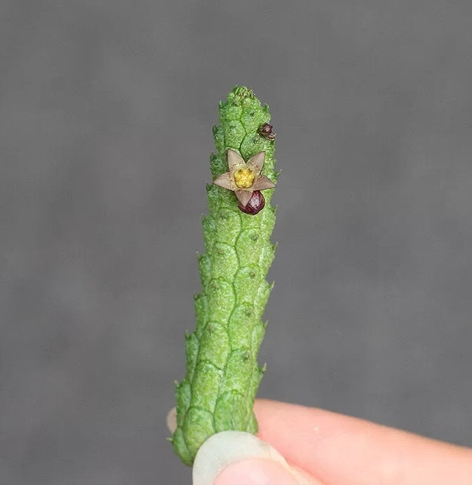 Echidnopsis nubica 10 Pieces Seeds