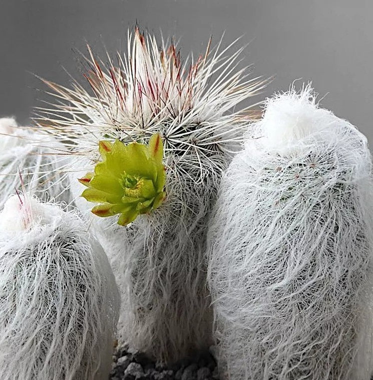 Echinocereus viridiflorus ssp.canus 10 Pieces Seeds