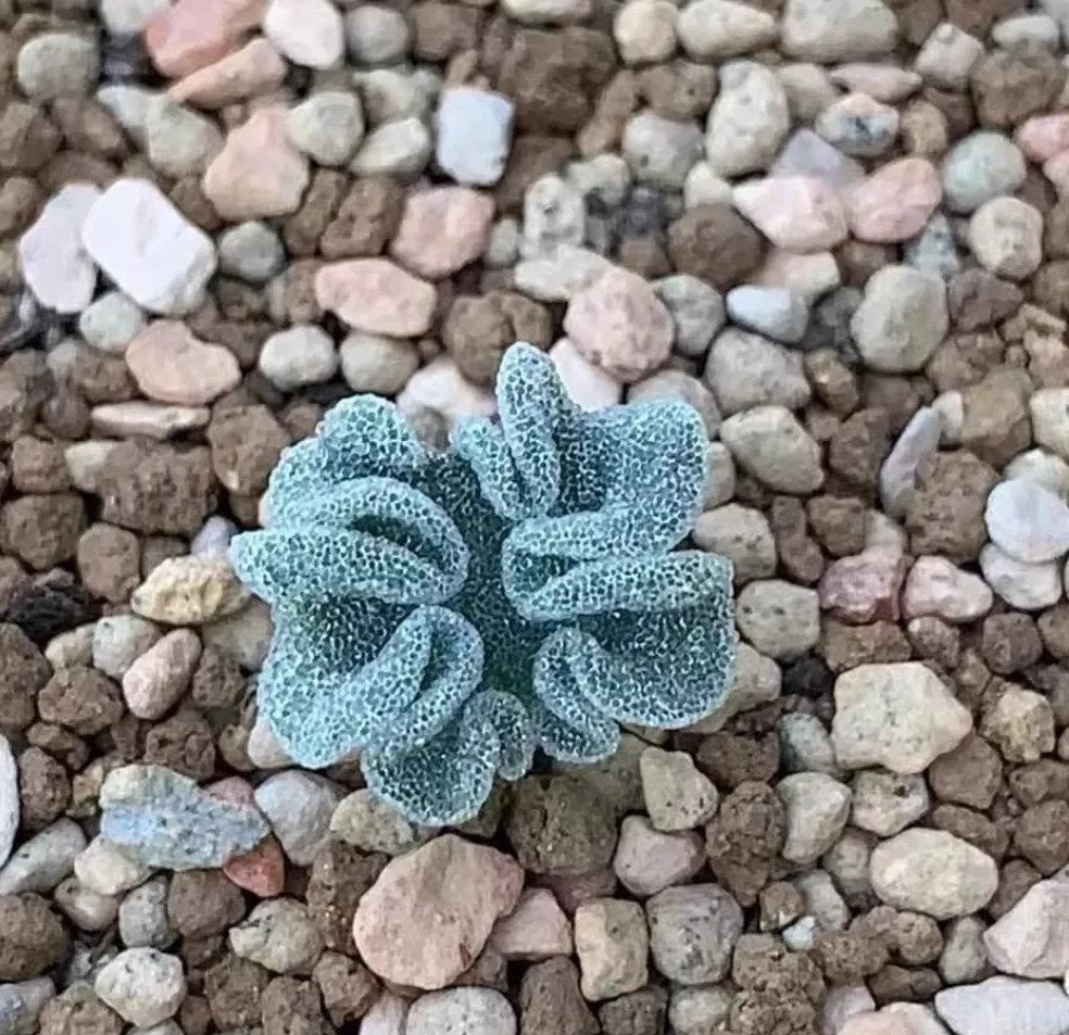 ERIOSPERMUM TITANOPSOIDES PLANT