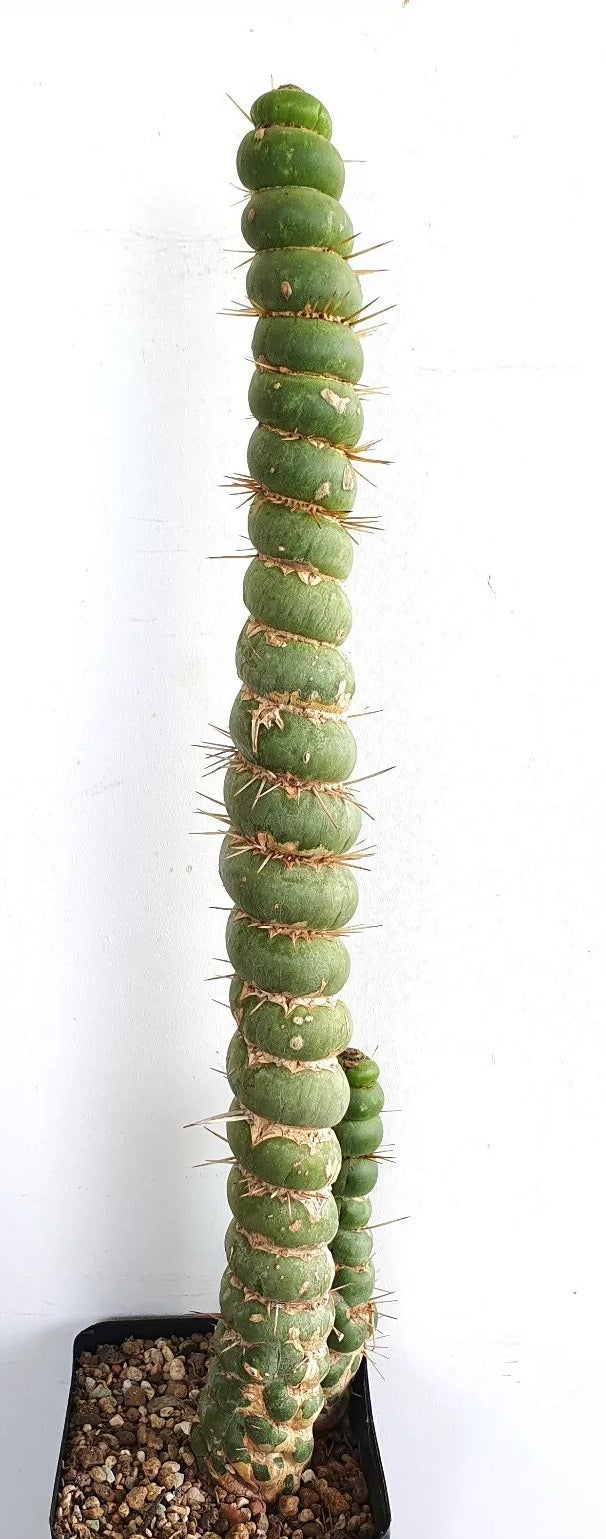 Eulychnia castanea fa. spiralis PLANT