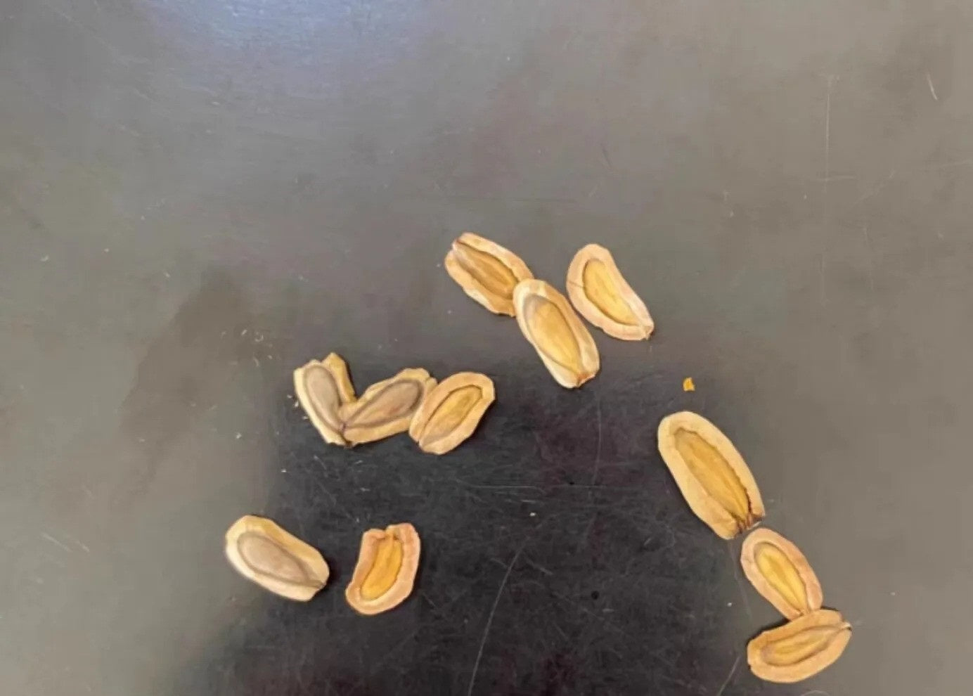 Brachystelma barberae 5 Pieces Seeds