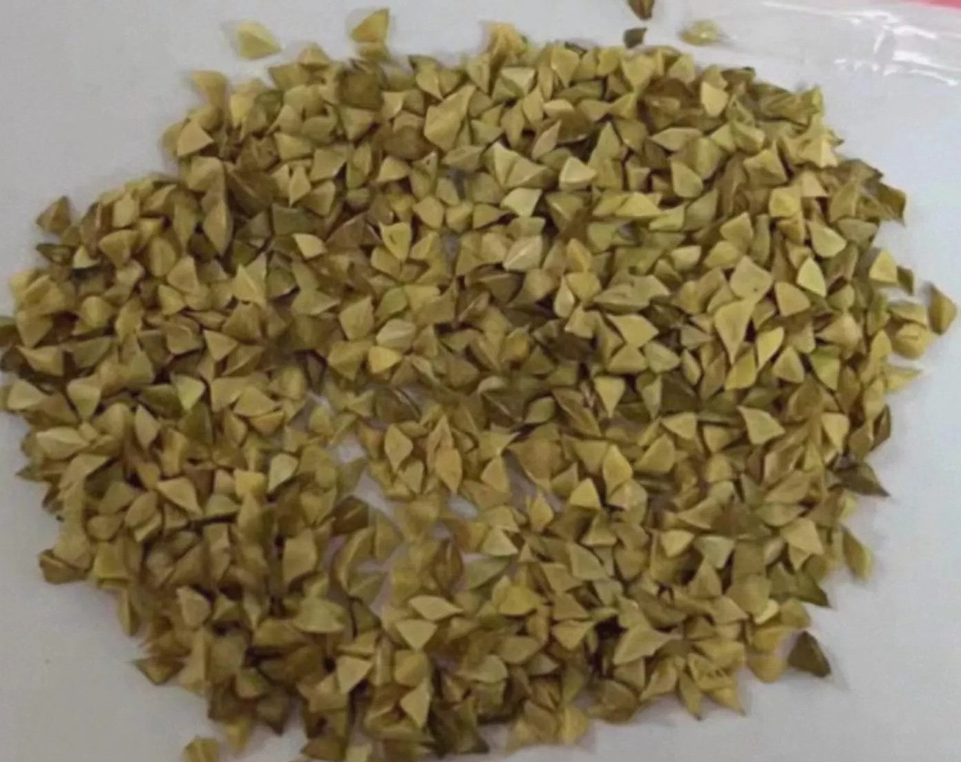 Boswellia frereana 10 Pieces Seeds