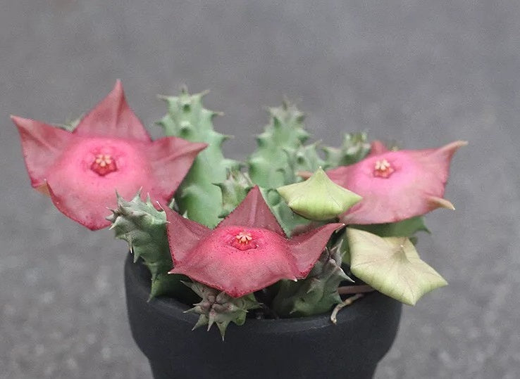 Huernia Raspberry 10 Pieces Seeds