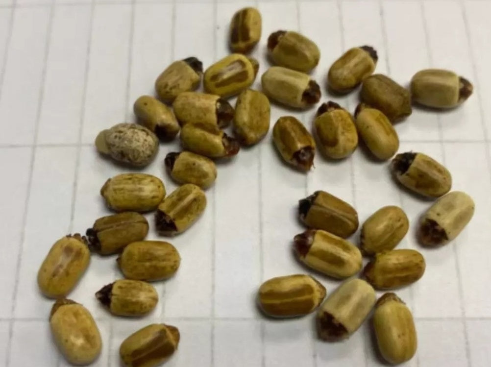 Jatropha fissispina 10 Pieces Seeds