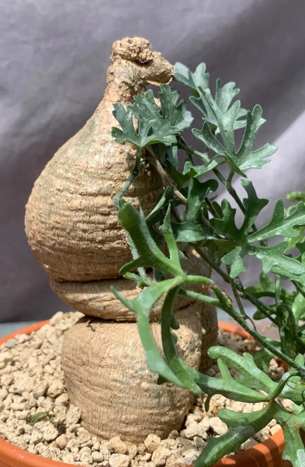 KEDROSTIS AFRICANA PLANT