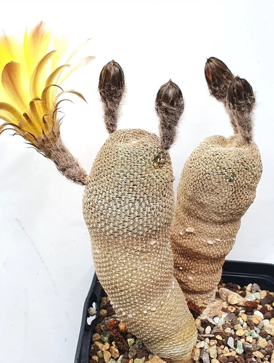 Lobivia famatimensis v. sanjuanensis PLANT