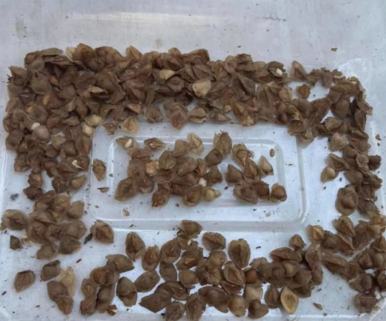 Boswellia nana X (Boswellia socotrana X Boswellia nana) 10 Pieces Seeds