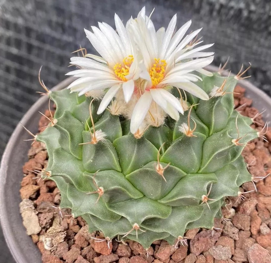 OBREGONIA DENEGRII PLANT