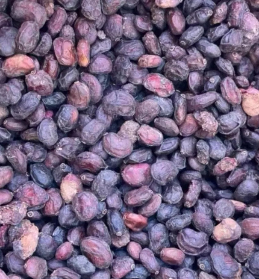 Operculicarya borealis 10 Pieces Seeds