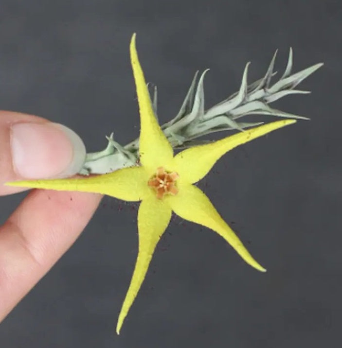 Orbea caudata 10 Pieces Seeds