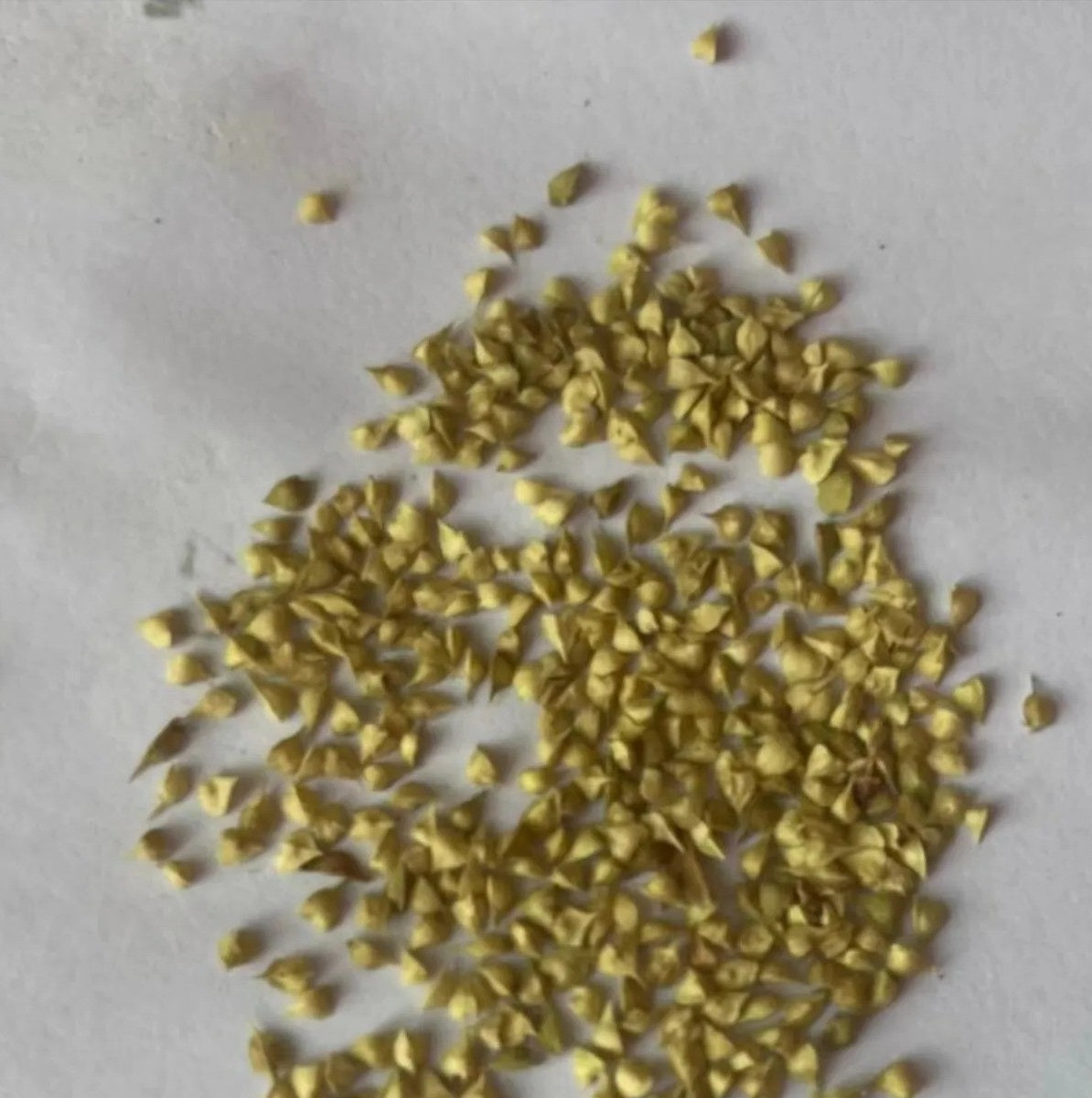 Boswellia occulta 10 Pieces Seeds