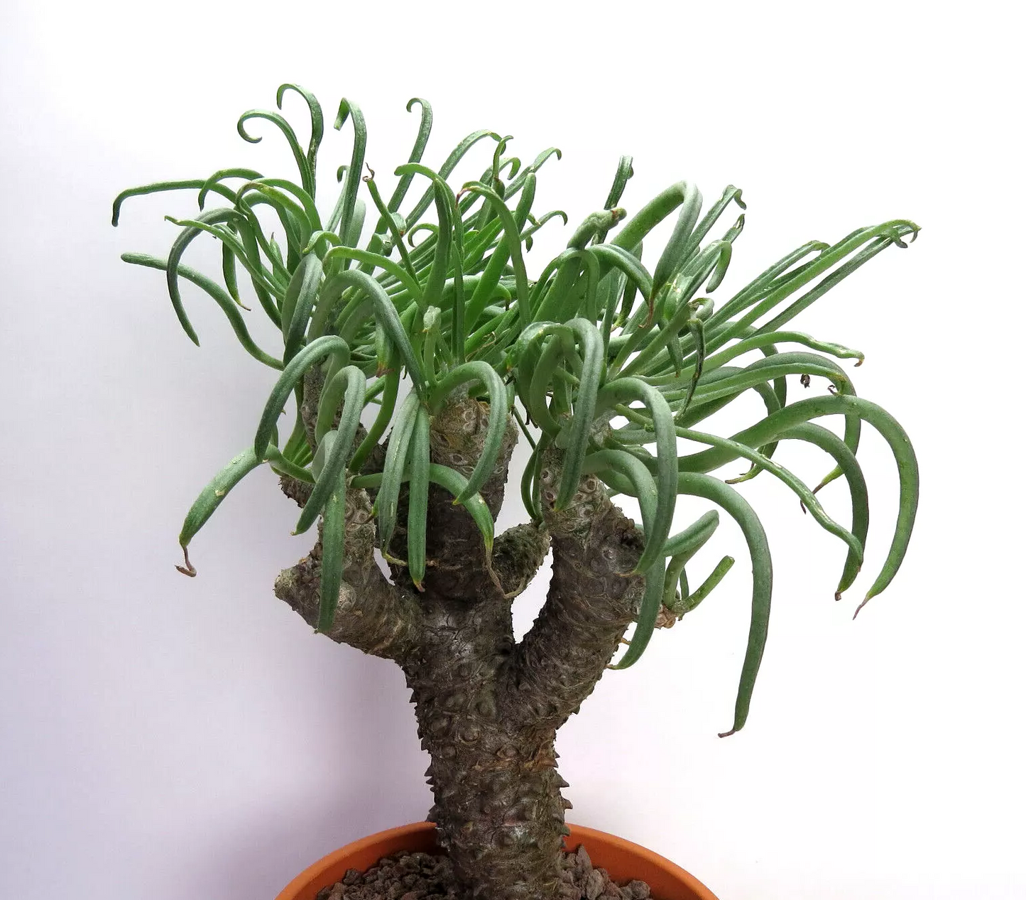 TYLECODON PANICULATUS PLANT
