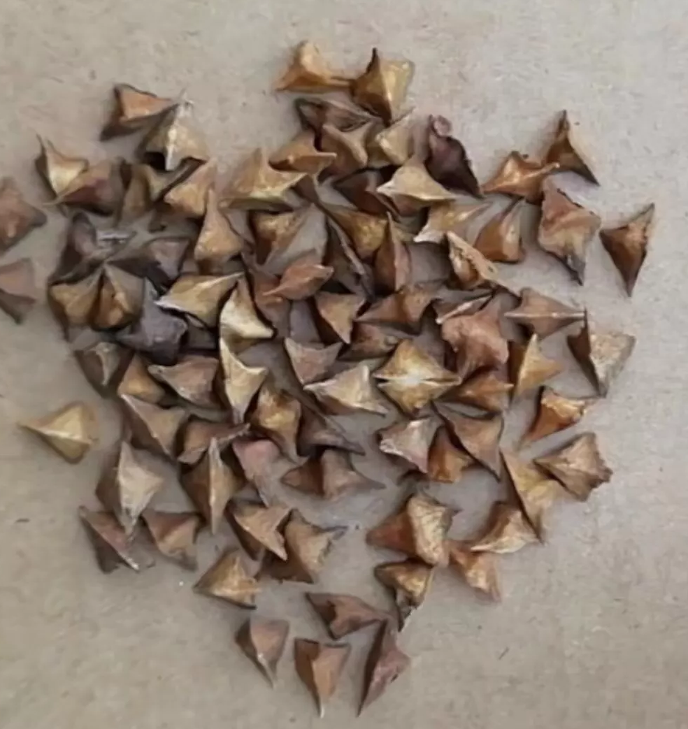 Boswellia dalzielii 7 Pieces Seeds