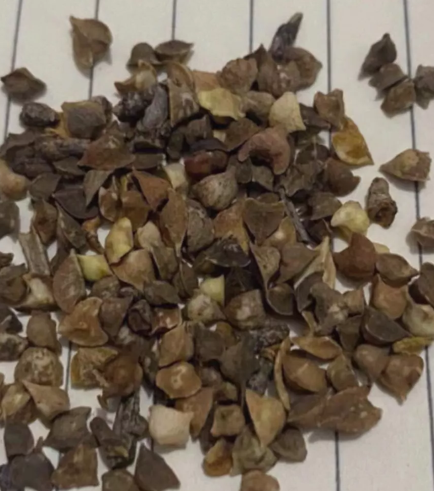 Boswellia elongata 6 Pieces Seeds