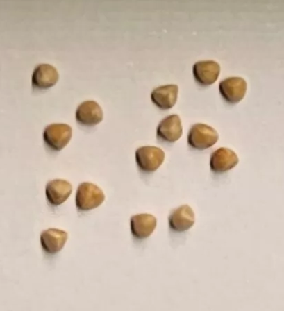 Dorstenia gigas 10 Pieces Seeds