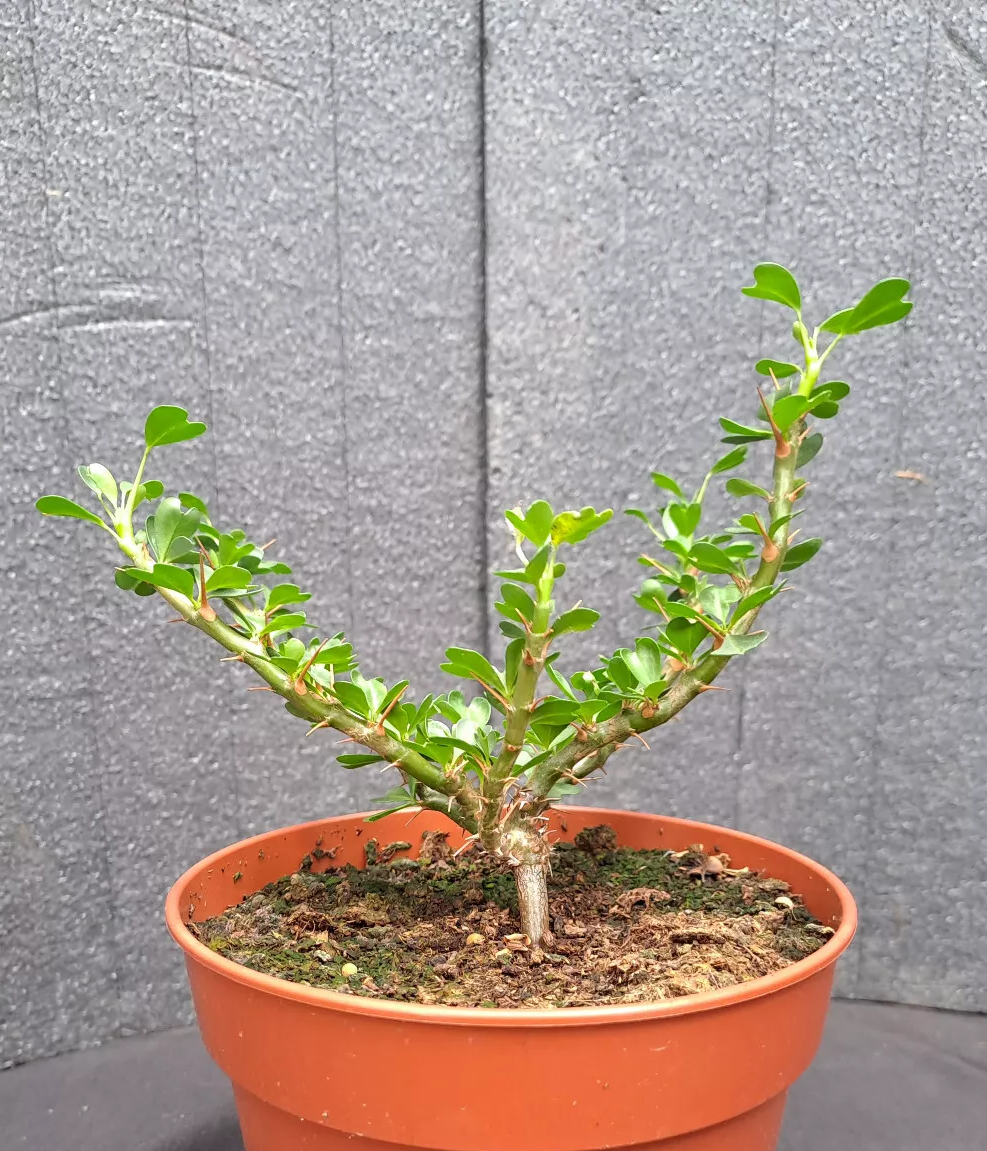 SARCOCAULON VANDERIETIAE PLANT