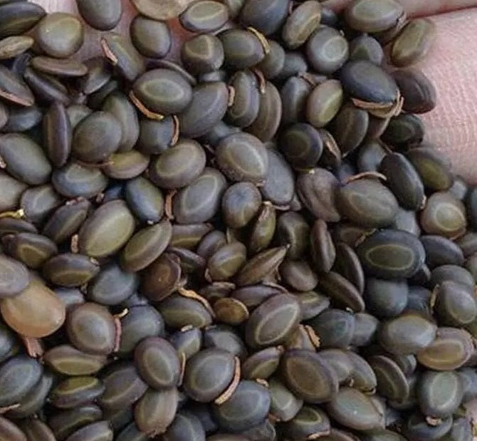 Acacia pennivenia 20 Pieces Seeds