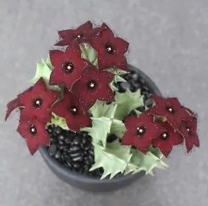 Orbea melanantha 10 Pieces Seeds
