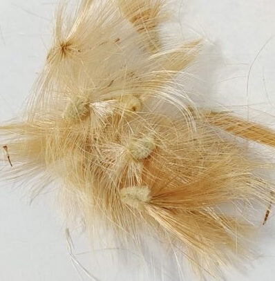 Othonna lobata 5 Pieces Seeds