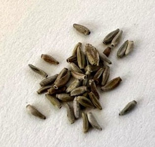 Othonna protecta 5 Pieces Seeds