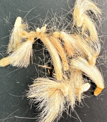 Othonna quercifolia 5 Pieces Seeds