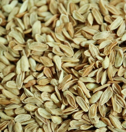 Pachypodium enigmaticum 5 Pieces Seeds