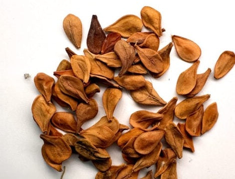 Pachypodium leallii 6 Pieces Seeds