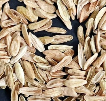 Pachypodium rosulatum 10 Pieces Seeds