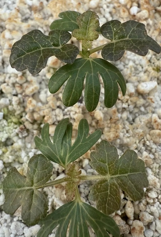 Boswellia sacra x nana 5 Pieces Seeds