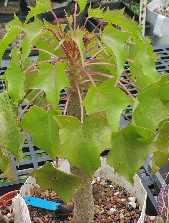 Senecio Praecox 10 Pieces Seeds